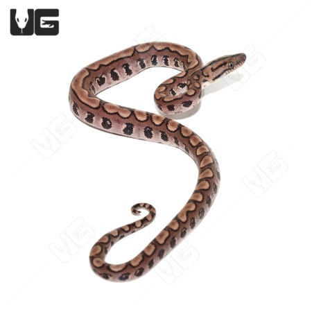 Baby Brazilian Rainbow Boa with striking striped pattern, ideal for reptile enthusiasts and collecto.