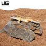 Sand Fish Skinks (Scincus scincus) For Sale - Underground Reptiles