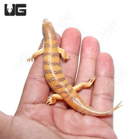 Sand Fish Skinks (Scincus scincus) For Sale - Underground Reptiles