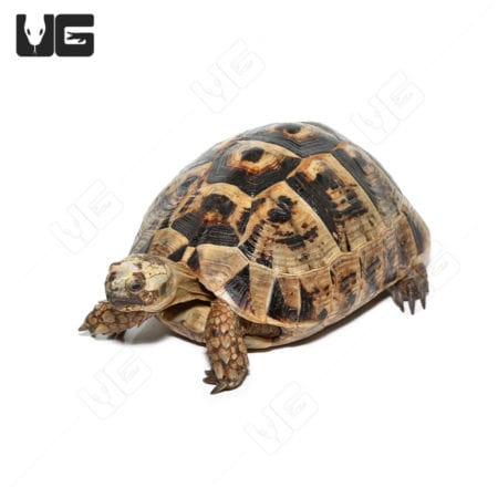 Giant female Greek tortoise with patterned shell, ideal for reptile enthusiasts.