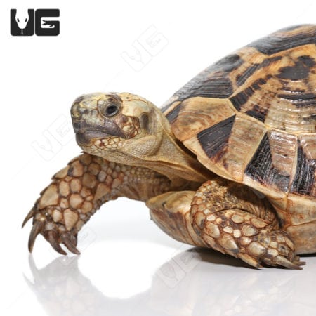 Giant female Greek tortoise with detailed shell and textured skin, ideal for reptile enthusiasts and.