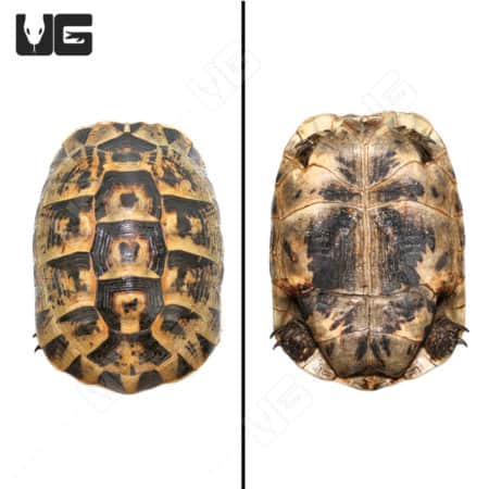 Giant female Greek tortoise showcasing detailed shell pattern and size.