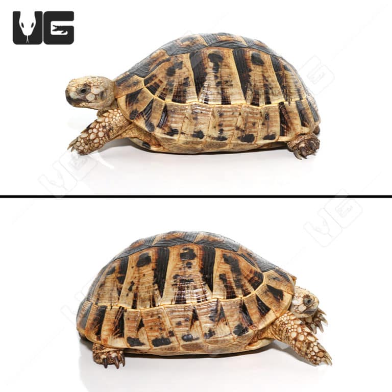 Greek Tortoises (Testudo graeca) For Sale - Underground Reptiles