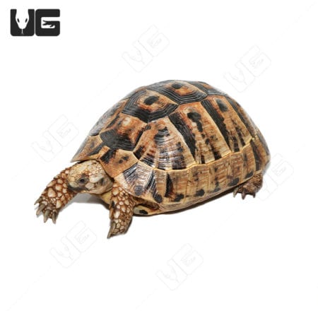 Giant female Greek tortoise with patterned shell and sturdy limbs.