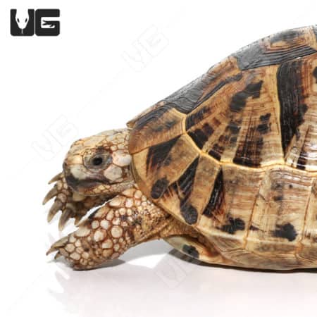Giant female Greek tortoise with detailed shell and textured skin.