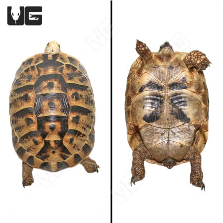 Giant female Greek tortoise showcasing detailed shell pattern and size.