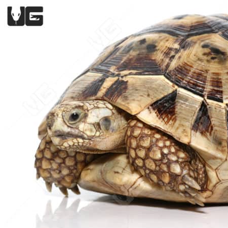 Giant female Tunisian Greek tortoise, showcasing detailed shell and textured skin.