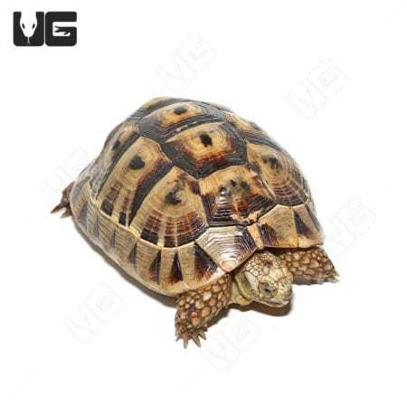 Giant female Tunisian Greek tortoise with detailed shell pattern and textured skin.