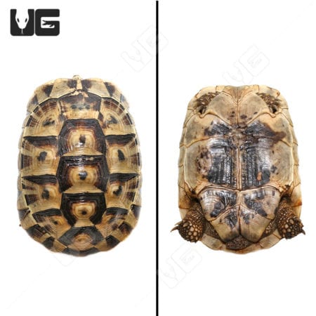 Giant female Tunisian Greek tortoise, showcasing detailed shell pattern and size.