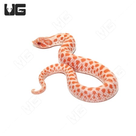 Baby Hybino Het Ghost Western Hognose Snakes (Heterodon nasicus)