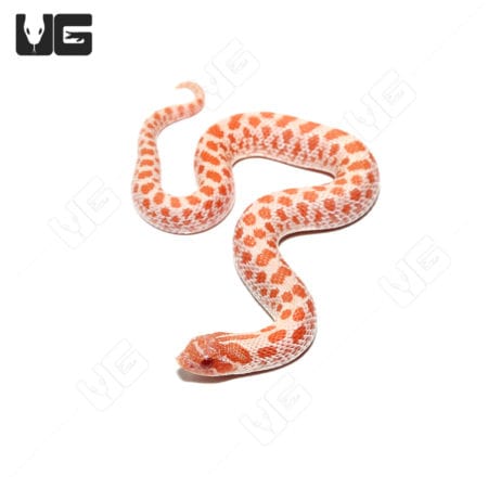 Baby Hybino Het Ghost Western Hognose Snakes (Heterodon nasicus)