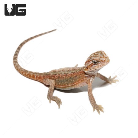 Baby Translucent Hypo Dunner Bearded Dragons (Pogona vitticeps) For Sale - Underground Reptiles