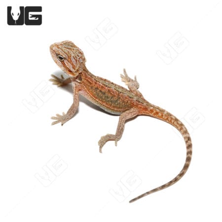 Baby Translucent Hypo Dunner Bearded Dragons (Pogona vitticeps) For Sale - Underground Reptiles
