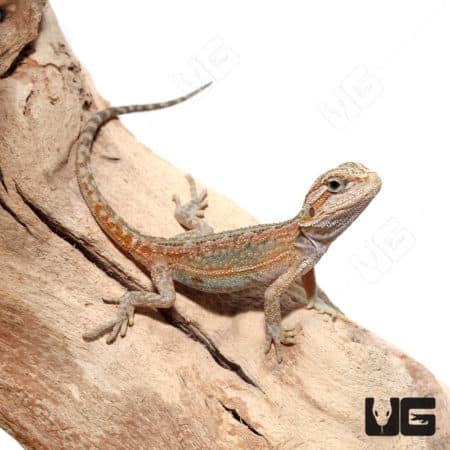 Baby Translucent Hypo Dunner Bearded Dragons (Pogona vitticeps) For Sale - Underground Reptiles