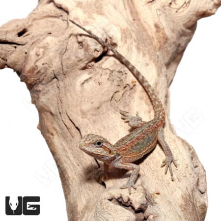 Baby Translucent Hypo Dunner Bearded Dragons (Pogona vitticeps) For Sale - Underground Reptiles