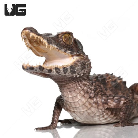 Juvenile Smooth Front Caimans (Paleosuchus trigonatus)For Sale - Underground Reptiles