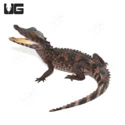 Juvenile Smooth Front Caimans (Paleosuchus trigonatus)For Sale - Underground Reptiles