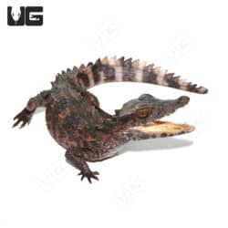 Juvenile Smooth Front Caimans (Paleosuchus trigonatus)For Sale - Underground Reptiles