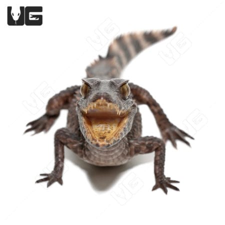 Juvenile Smooth Front Caimans (Paleosuchus trigonatus)For Sale - Underground Reptiles