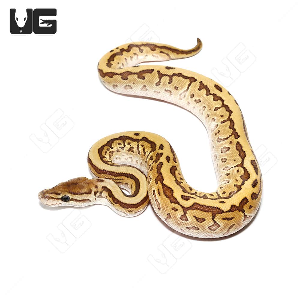 Baby Lesser Pinstripe Ball Python (Python regius) For Sale - Underground Reptiles