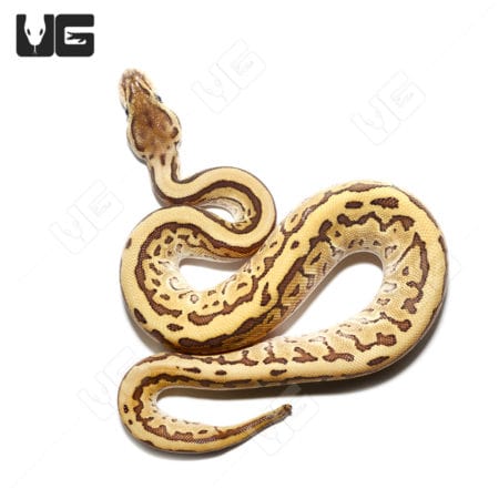Snake with yellow and brown patterned skin, coiled on white background.