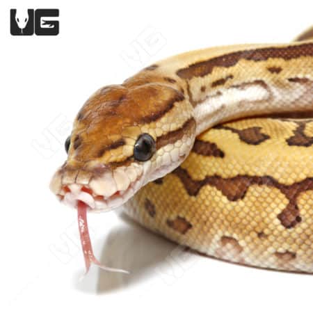 Close-up of a Red Eye Tree Frog snake with distinctive markings and vibrant eyes.