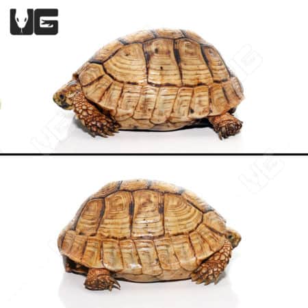 Golden Greek Tortoises (Testudo graeca) For Sale - Underground Reptiles