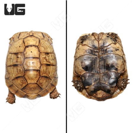 Golden Greek Tortoises (Testudo graeca) For Sale - Underground Reptiles