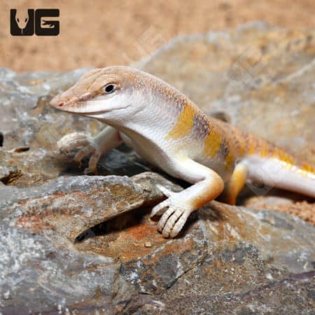 Sand Fish Skink resting on rocks in desert habitat.