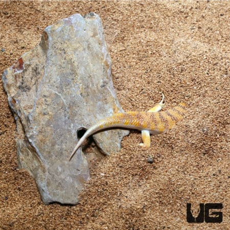 Sand Fish Skinks (Scincus scincus) For Sale - Underground Reptiles