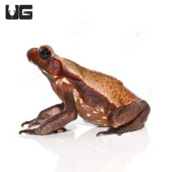 Smooth Sided Toads (Bufo guttatus) For Sale - Underground Reptiles