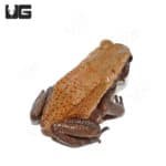 Smooth Sided Toads (Bufo guttatus) For Sale - Underground Reptiles