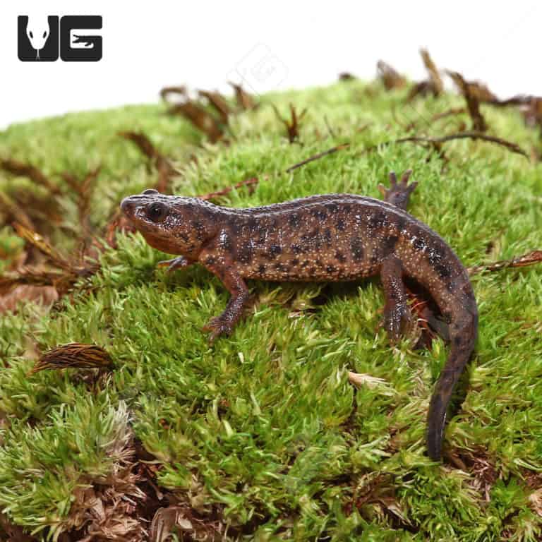 Newts and More For Sale only at Underground Reptiles