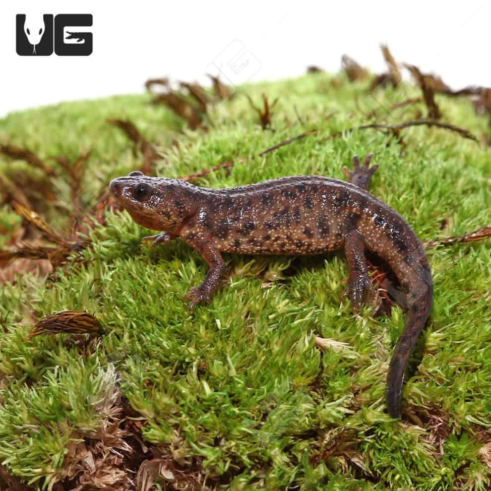 Newts and More For Sale only at Underground Reptiles