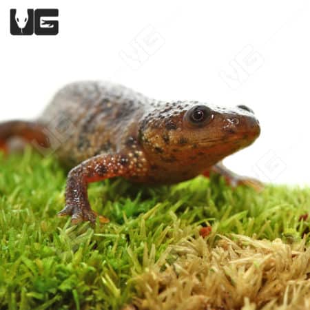 Spanish Ribbed Newts (Pleurodeles waltl)