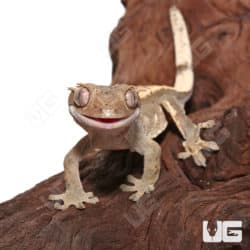 Subadult Female Pinstripe Crested Gecko (Correlophus ciliatus) For Sale - Underground Reptiles