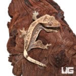 Subadult Female Pinstripe Crested Gecko (Correlophus ciliatus) For Sale - Underground Reptiles