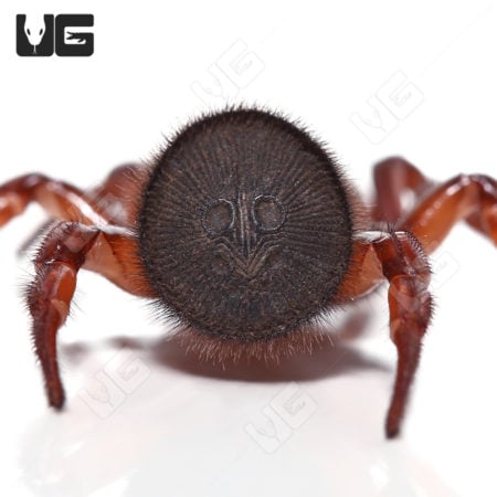 Thai Hourglass Trapdoor Spider (Cyclocosmia lannaensis) For Sale - Underground Reptiles