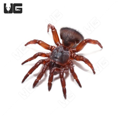 Close-up of Thai Hourglass Trapdoor Spider, 0.25-1.5 inches, showing detailed body and legs.
