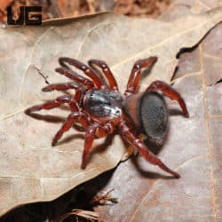 Thai Hourglass Trapdoor Spider (Cyclocosmia lannaensis) For Sale - Underground Reptiles