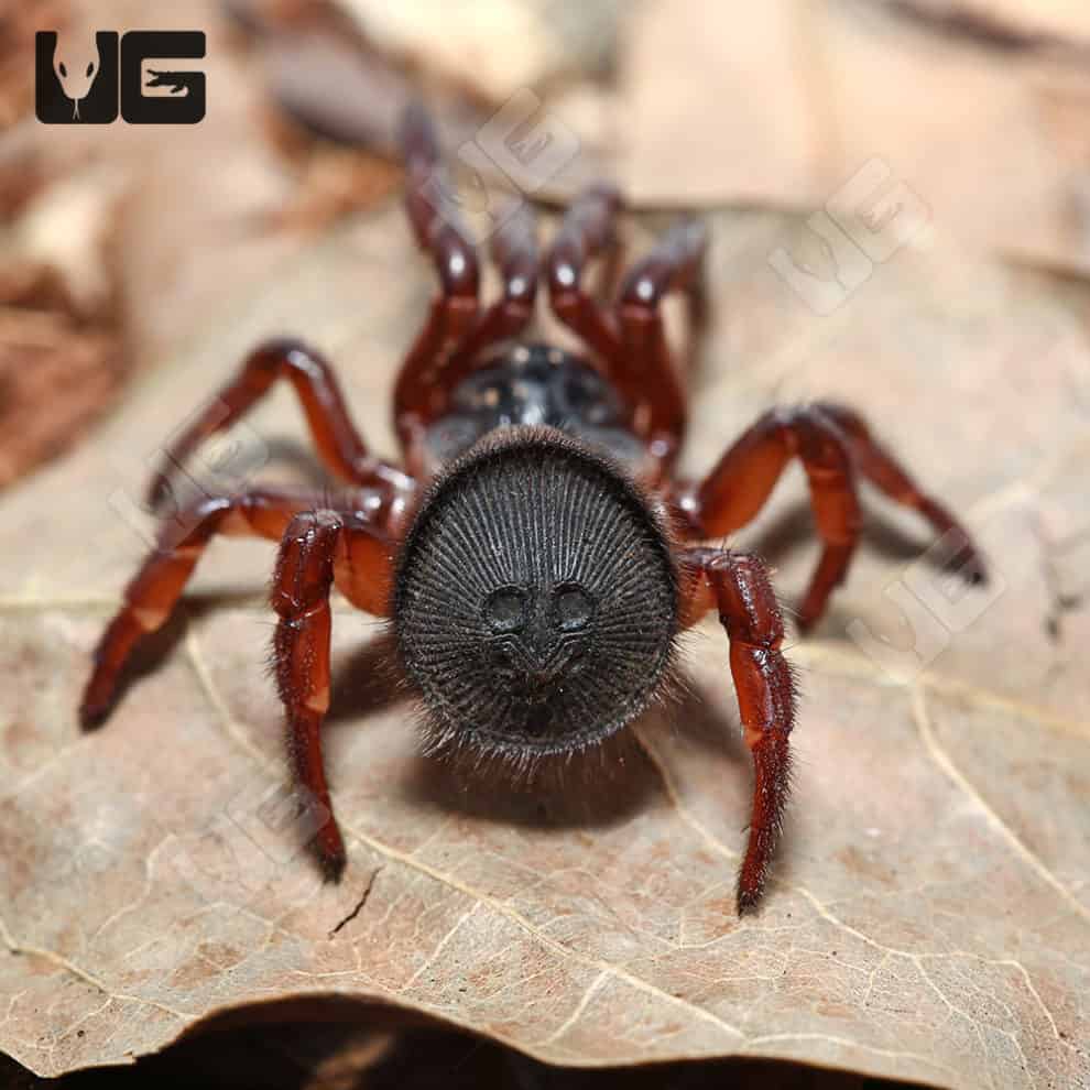 Thai Hourglass Trapdoor Spider Cyclocosmia Lannaensis For Sale