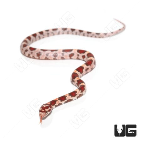 Baby Ultra-mel Okeetee Cornsnakes (Pantherophis guttatus) For Sale - Underground Reptiles