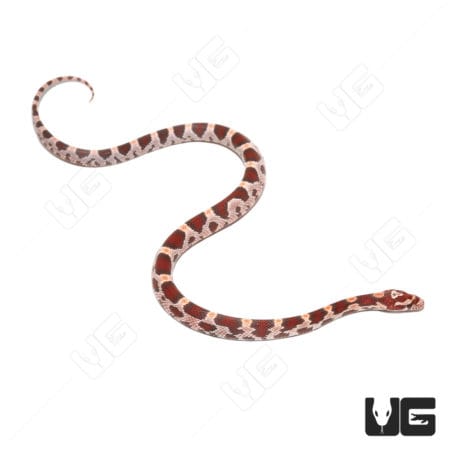 Baby Ultra-mel Okeetee Cornsnakes (Pantherophis guttatus) For Sale - Underground Reptiles