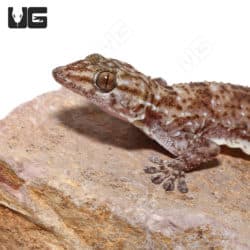 White Spot Geckos (Tarentola Annularis) For Sale - Underground Reptiles