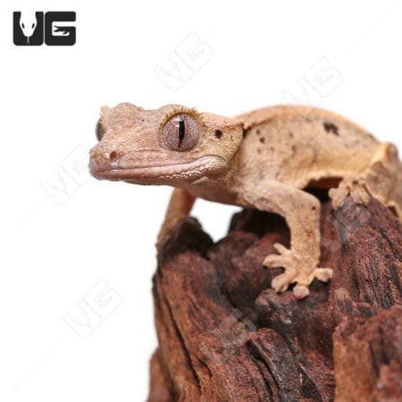 Baby Dalmatian Crested Geckos (Correlophus ciliatus) For Sale - Underground Reptiles