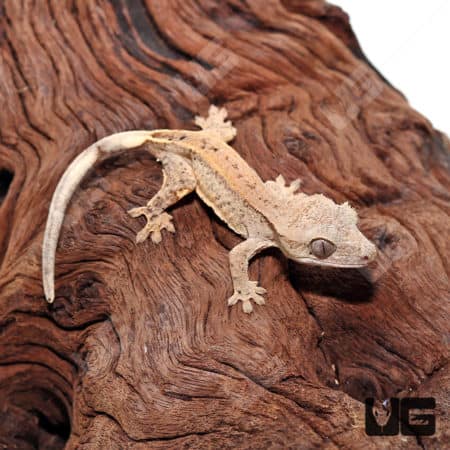 Baby Dalmatian Crested Geckos (Correlophus ciliatus) For Sale - Underground Reptiles