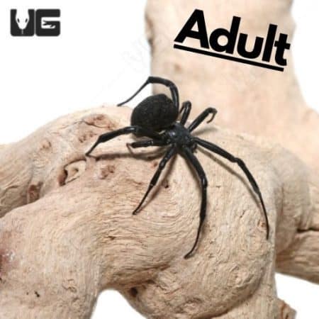 Mediterranean Black Widow (Latrodectus tredecimguttatus)for sale