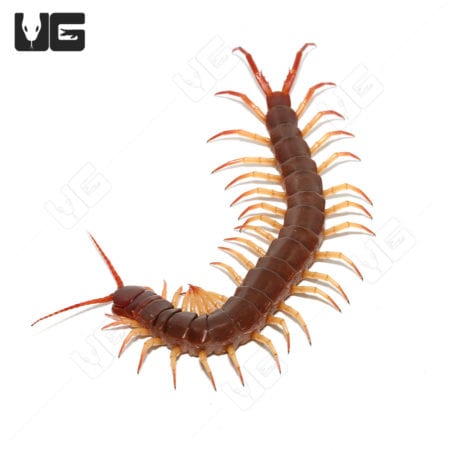 Thai Red Flame Centipede (Scolopendra dehaani) For Sale - Underground Reptiles