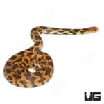 2020 Western Fox Snake (Pantherophis ramspotti) For sale Underground Reptiles