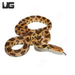2020 Western Fox Snake (Pantherophis ramspotti) For sale Underground Reptiles